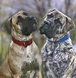 -для-календаря[2]. Танюша (Джулия) и Фэбиан с княжьего двора.webp