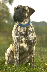  с княжьего двора 4.webp