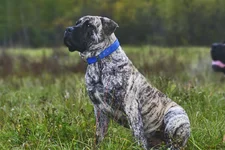  с княжьего двора 5.webp