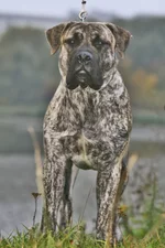  с княжьего двора 10.webp