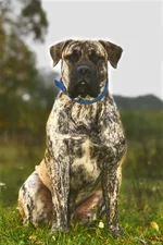  с княжьего двора 13.webp