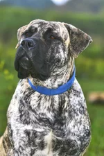  с княжьего двора 17.webp