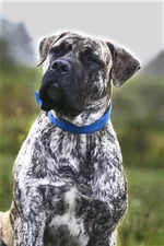  с княжьего двора 19.webp