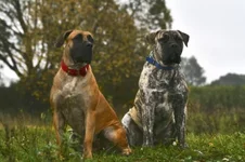  (Джулия) и Фэбиан с княжьего двора 23 уменьшенное.webp