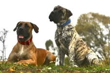  (Джулия) и Фэбиан с княжьего двора 26 уменьшенное.webp