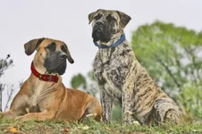  (Джулия) и Фэбиан с княжьего двора 27 уменьшенное.webp