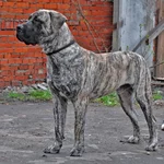  с княжьего двора 31 уменьшенное.webp