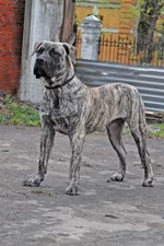  с княжьего двора 34 уменьшенное.webp