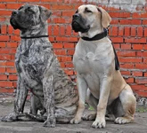 DSC_для леры 4.webp