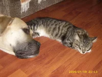 SSA41099 кто меня разбудит, у того что-нибудь откучят.webp