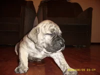 SSA41310 для Мадлен 4.webp