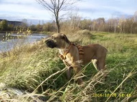 SSA41580 для вл. в эл. почту (Титания - ах, как красиво плывут утки, но так далеко).webp