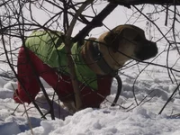 SSA41860 (для сайта в интернете Офелия Сильва).webp