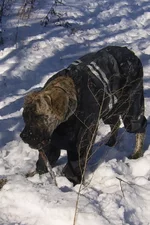 SSA41901 Фелиция на прогулке (обрезка 3.1).webp