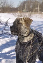 SSA41904 Фелиция на прогулке  для сайта 2..webp