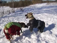 SSA41923 для сайта в интернете Танцы в двоем, странные танцы.webp