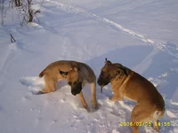  Дарий фром соус Африка, Джулия (Титания) зимой 1.webp