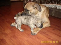 , возраст 1,5 месяца с Джулией (Титанией)  8.webp