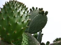  052.webp