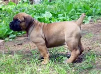  2,5 месяца.webp