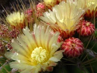  076.webp