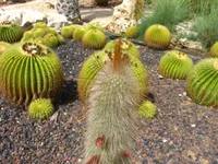  411.webp