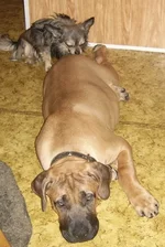 SSA43126 мал бур 4 для сайта.webp