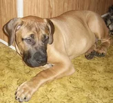 SSA43124 мал бур 2 для сайта.webp