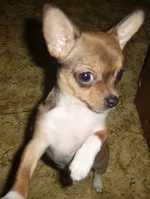 SSA43106 чих 8 для сайта.webp