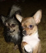 SSA43103 чих 6 для сайта.webp