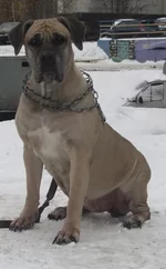  плаката Вильма 1 для сайта.webp