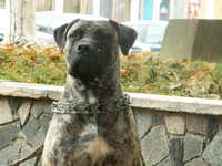  (Тима) для сайта.webp