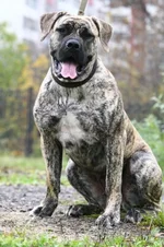 IMG_4903 Феля - сестра Фэбиана.webp