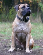 IMG_4957 Джери - брат Джулии.webp