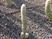 DSCF1849.webp