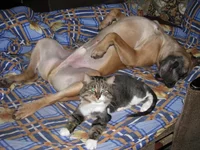 IMG_0047 (Дарик и Бегемот - любовь, похожая на сон) для сайта.webp