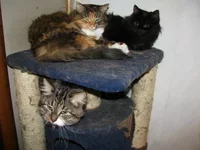 IMG_0072 Ося, Урсулина, Бегемот для сайта.webp