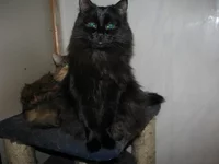 IMG_0075 Урсулина - черна как ночь.webp