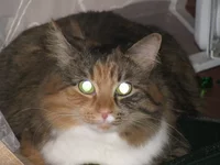 IMG_0160 Ося - гордая кошка для сайта.webp