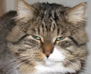 IMG_0219 (портрет Бегемота) для сайта.webp