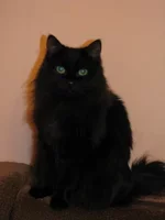 IMG_0230 Урсулина - для сайта.webp