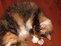 IMG_0233 Ося катается по полу для сайта.webp