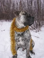 IMG_0293 Фэбиан для Мадлен для сайта.webp