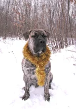 IMG_0294 Фэбиан для Мадлен 2 (копия 1) для сайта.webp