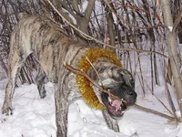 IMG_0299 Фэбиан для Мадлен 5 для сайта.webp