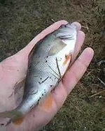 IMG0010A.jpg