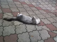 SP_A0405.webp
