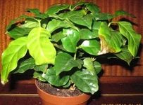 IMG_0248.webp