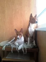 IMG730-01.webp