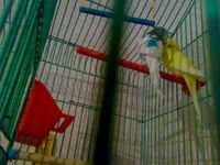 .webp